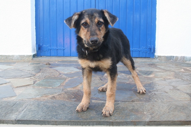 Hermione - Abandoned in Ermioni - new home in Germany